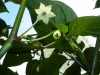 Tshololo - blomst