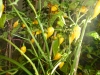 Habanero Hot Lemon - giver godt