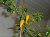 Habanero Hot Lemon - mange frugter