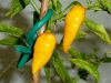 Habanero Hot Lemon - moden frugt