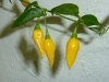 Habanero Hot Lemon - modne frugter 2