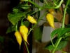 Habanero Hot Lemon - modne frugter