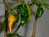 Habanero Hot Lemon - umoden frugt