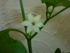 Pimiento Chorizero - blomst