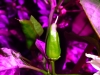 Pimiento Chorizero - umoden frugt 1