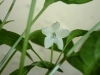Takanotsume - blomst 2