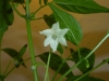 Takanotsume - blomst