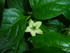 Trinidad Scorpion Morouga Yellow - blomst 2