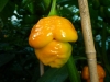 Trinidad Scorpion Morouga Yellow - snart moden frugt 2