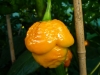 Trinidad Scorpion Morouga Yellow - snart moden frugt
