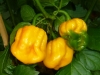 Trinidad Scorpion Morouga Yellow - snart modne frugter