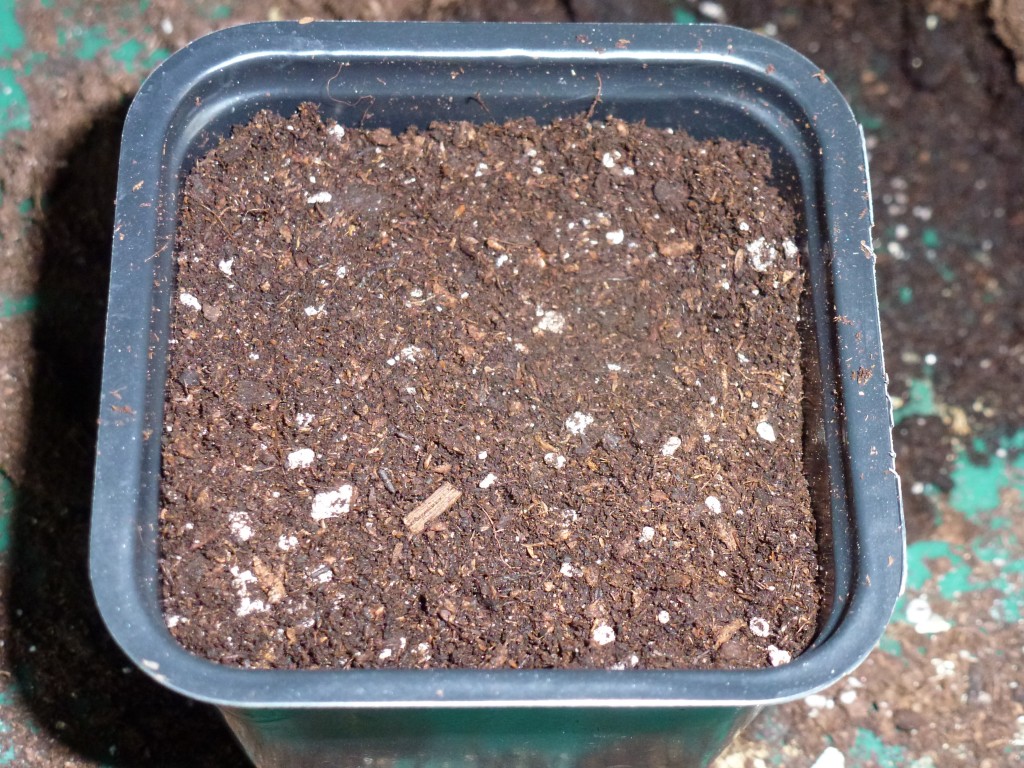 5 cm potte med så- and Seeding Substrate