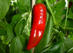 Georgia Flame - flot moden frugt