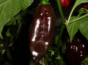 Habanero Black - moden frugt