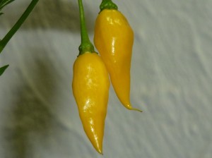 Habanero Hot Lemon - Foto af Vivi Nordestgaard