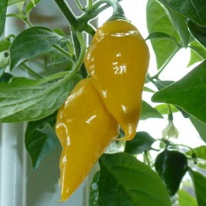 Habanero Punta Giallo - Foto: Vivi Nordestgaard