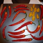 Stuffed oven grilled chili (will be translated upon request) - ostefyld 1