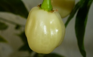 Habanero Laranjada Grande - moden frugt