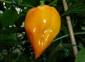 Habanero Manzano