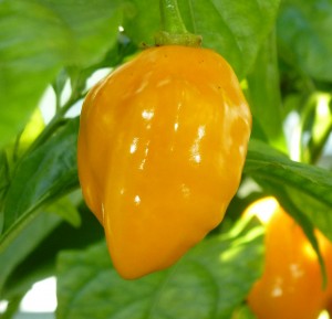 Habanero Yellow Bumpy