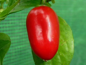 Habanero Zavory - moden frugt