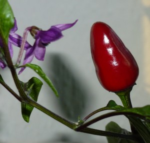 Peruvian Purple - Foto Vivi Nordestgaard