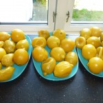 Citronmarmelade med chili - 4 kg kogte citroner køler af