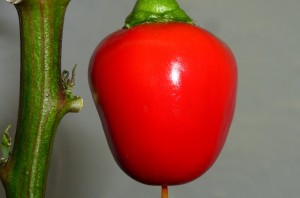 Cherry Bomb - moden frugt