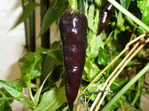 Black Dragon - frugt 3