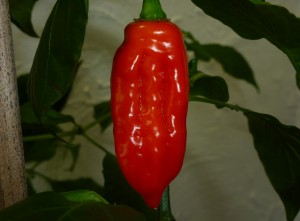 Bhut Jolokia x Habanero Chocolate - moden frugt