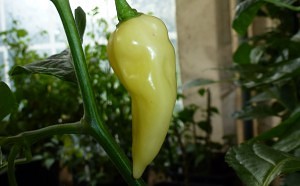 Devils Tongue White - moden frugt