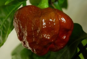 Trinidda Scorpion Morouga Chocolate - moden frugt