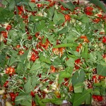Porchetta med chili og andet fyld - krydderurterne drysses på