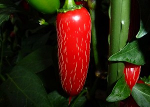 Jalapeno Goliath - moden frugt