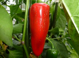 Jalapeno Mammoth - moden frugt 2