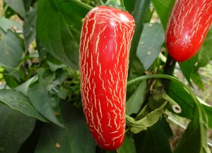 Jalapeno Tajin - moden frugt