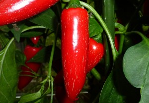 Jalapeno Tormenta - moden frugt