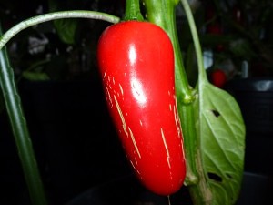 Jalapeno Pequis - moden frugt 1