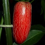 Jalapeno Pequis - moden frugt